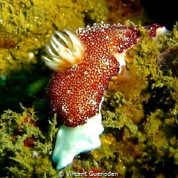 Nudibranch by Vincent Guenoden 